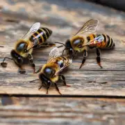 你的蜜蜂是通过什么技巧来表现自然的感觉和真实感的?