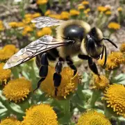 蜜蜂针毒面膜多少钱一瓶?