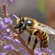 对于那些喜欢自然的旅游者来说在荆门市郊外找到野生蜜蜂最时间是什么时候?