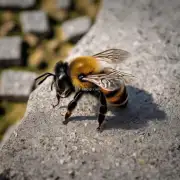 有哪些其他方法可以用于驱赶石洞蜜蜂呢?