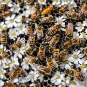 蜜蜂用工蜂来采集蜜粉吗?