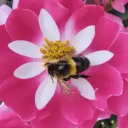 为什么蜜蜂会在花瓣的底部寻找食物?