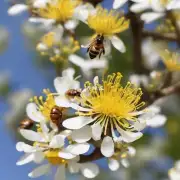 春季夏季和秋季有哪些寻找野生蜂蜜的优势与劣势?
