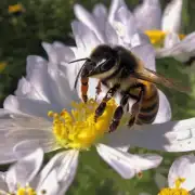 为什么蜜蜂对灯光敏感?