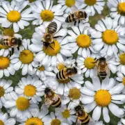 如何提高蜜蜂传粉效率从而增加农产品产量?