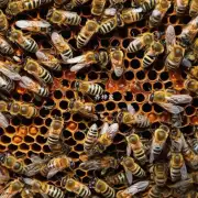 方舟蜜蜂喜欢什么类型的昆虫以及它们如何被捕捉到蜜蜂箱中?