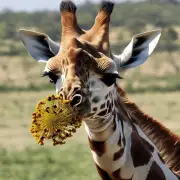 长颈鹿能够养殖蜜蜂吗?