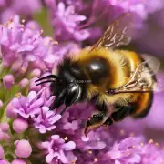 不同的蜂种对于蜂脾的需求有何不同?