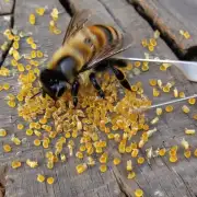 门前有蜜蜂是用什么工具来采蜜?