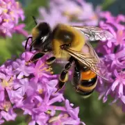 一句话描述蜜蜂画得漂亮是什么体验?