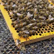蜜蜂养殖成本高吗?