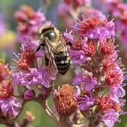 蜜蜂的唾液中富含哪些成分对人体有害吗?