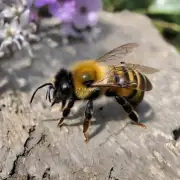 牛刀小试你想知道多少种类的蜜蜂?