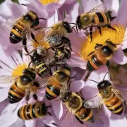 你知道蜜蜂有哪些可爱的名字吗?