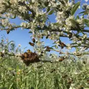 地点  蜜蜂在什么地方采蜜呢?