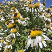 如果你在夏季养蜜蜂并且已经进入盛花期最理想的时间是什么时候向蜜蜂施加额外的营养补充物来获得最效果?
