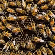 清蜂巢内的蜂工是否有正常的采蜜活动?