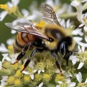 美国蜜蜂是什么?