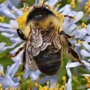为什么有些人比其他人更容易被蜂咬?