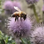 什么时候蜜蜂最活跃和产蜜最多?