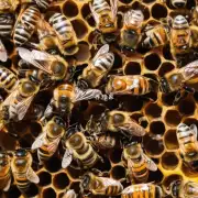蜜蜂可以将花粉储存多久?