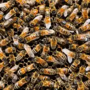 除了常见的营养补充物之外有没有其他的方法可以帮助蜜蜂获得更养分供给?