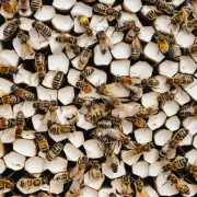 为什么蜜蜂会咬纸?