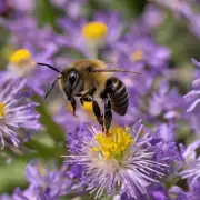 首先要弄明白什么是最近招蜜蜂?