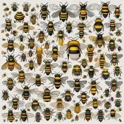 蜜蜂作业的班级是如何组织和管理的呢?