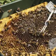 在养蜂过程中对蜂脾进行清理和处理的步骤是什么?