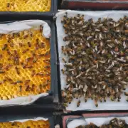 一个问题温度与中华蜜蜂幼蜂的营养状况之间是否存在关联性?