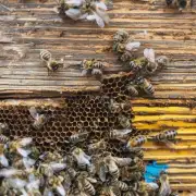 蜜蜂堂蜂王粉如何使用?