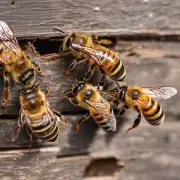 提出第七个问题在夏季蜜蜂如何知道何时放蜂箱?