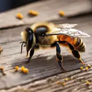 如何利用蜂胶和蜜蜂蜡等产品来带动经济发展?