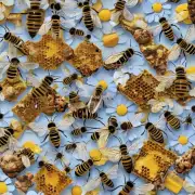 在山区如何给蜜蜂提供足够的食物?