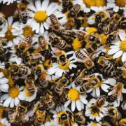 这个季节蜜蜂会吃些什么食物?