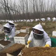 浙江地区的农民如何应对严寒的冬天以保持蜜蜂健康与生产能力?