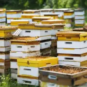 为什么一些蜂箱的蜜比其他蜂箱的蜜贵重?