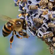 将蜂蜜从蜂巢中提取的最常见方法是什么?