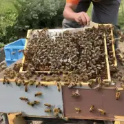 在养蜂人们出售蜜蜂之前他们会对它们进行怎样的处理才能提高出售价格的水平?
