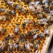 雄峰蜜有什么特别的地方能让这么多的蜜蜂来采集呢?