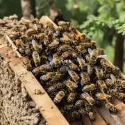 有许多不同的方式来在树上有蜜蜂怎么拆除视频中的蜜蜂巢穴上进行操作包括使用工具如铁锤钳子等或不使用任何工具?