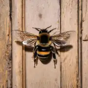 门前有蜜蜂使用的工具有什么特点?