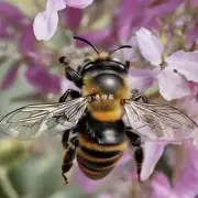 你是如何决定蜜蜂翅膀的角度以及形状的细节吗?