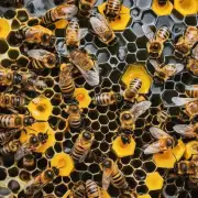 蜜蜂怎么吃蜂蜜水?