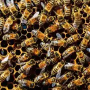 为什么蜜蜂不会用它们的触须去取蜂蜜?