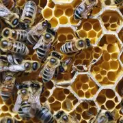 有哪些方法可以延长蜜蜂罐子的寿命?