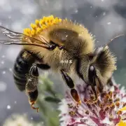 为什么冬天蜜蜂会往室内采集花粉和蜂蜜?