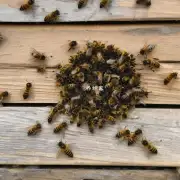 天气太热我该如何给蜜蜂提供干净整洁的工作环境?