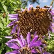 你知道蜜蜂采蜜的具体过程吗?